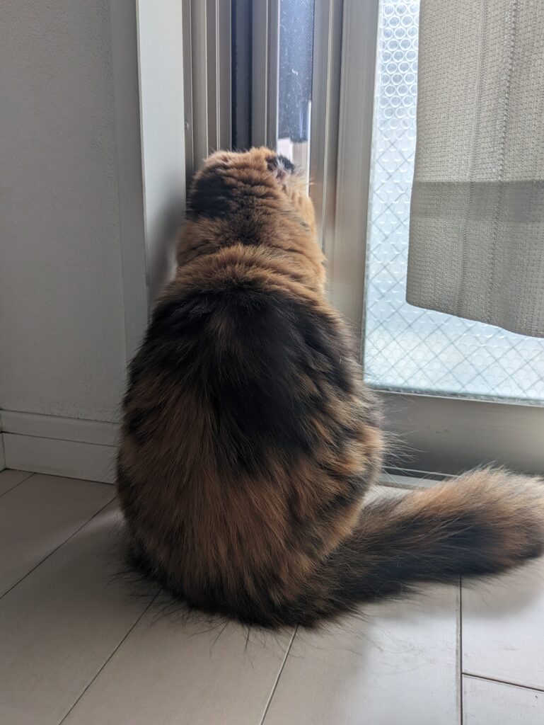 にゃるソック